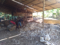 Jual Kulit singkong dan bonggol ( pongkol ) singkong