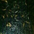 JUAL IKAN MAS