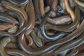 Jual ikan gabus dan Belut
