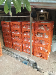 karkas ayam dan bebek