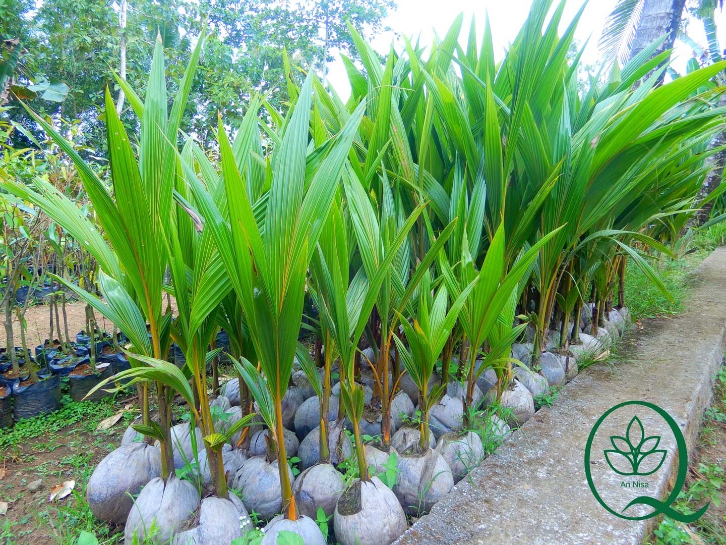 Jual Bibit Kelapa Gading Kuning