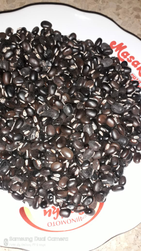 9MB ( MURCUNA BRACTEATA ) LOKAL