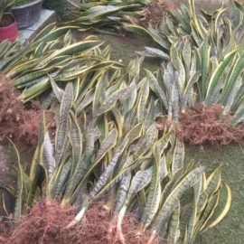jual tanaman lidah mertua 