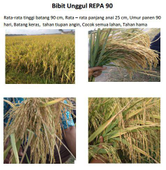 Bibit padi unggul Repa 90