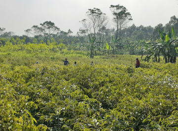 Bibit durian berbagai jenis dan ukuran