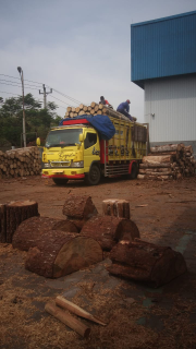 dibutuhkan pasokan super jabon dan rijek sengon /super /sengon albasia