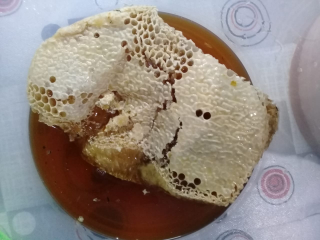 madu asli hutan