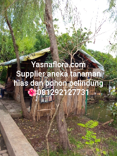 jual pohon liang liu besar 