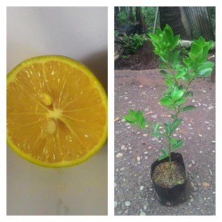 bibit jeruk lemon amerika kulitas super
