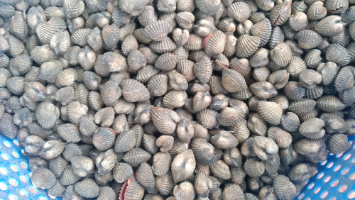 Jual Kerang Dara