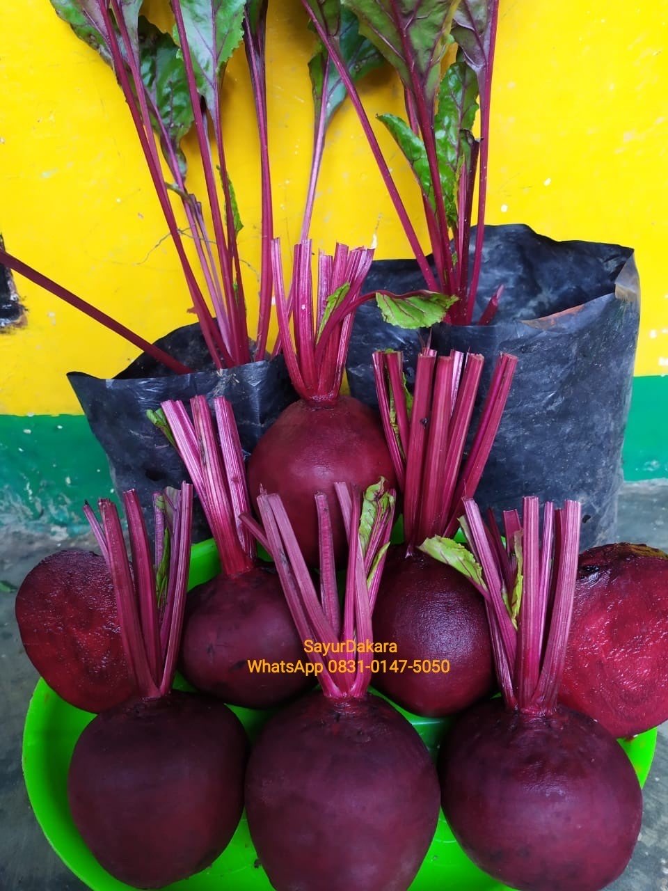 BUAH BIT (BEETROOT) SUPER 1 KG 