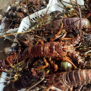 JUAL LOBSTER LAUT (hasil tangkapan laut; Mix)