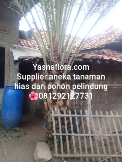 jual pohon palem kurma 08.12.92.12.77.31