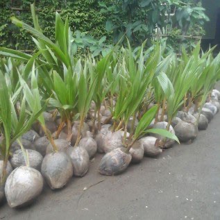 bibit kelapa kopyor