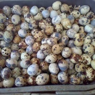 Telur Puyuh Petani