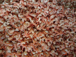 menjual Ebi/Udang kering