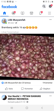 bawang merah super dorr,tanggung, kecil