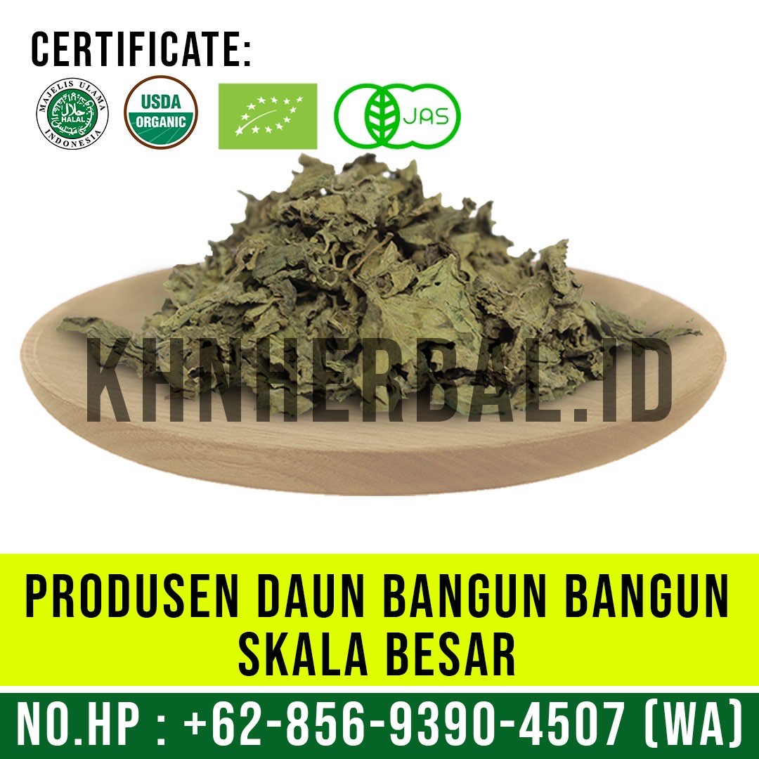 Daun Bangun Bangun Kering Lokal (Dried Coleus amboinicus)