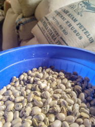 JUAL KORO BENGUK