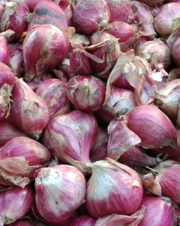 jual bawang merah asli Brebes dan bawang putih