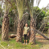 jual pohon kurma 