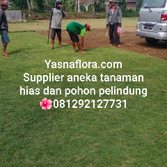 jual rumput jepang 08.12.92.12.77.31