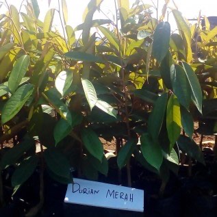 Bibit Durian Merah Banyuwangi Asli Lokasi Di Purworejo