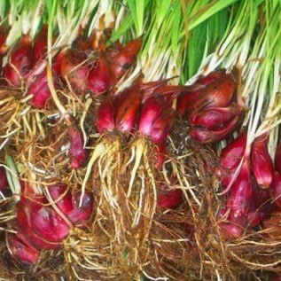 BAWANG DAYAK KAWAH IJEN BONDOWOSO