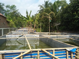 Jual Ikan Lele