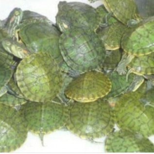 Jual kura kura Brazil 