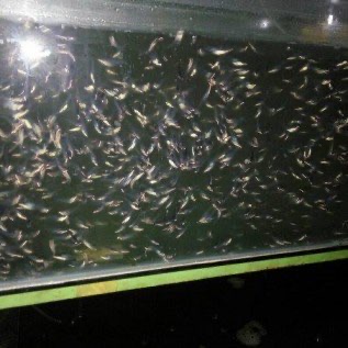 Bibit ikan patin