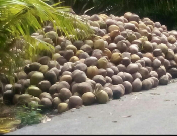 jual kelapa