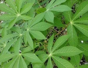 Jual Daun Singkong Segar untk Suplay Rutin Warung Rumah Makan dan Pedagang Sayur