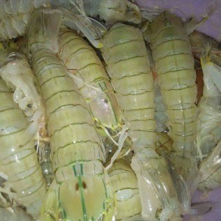 Jual Udang Lipan / Ronggeng Hidup Fresh