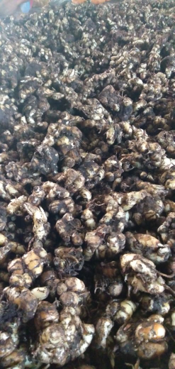 hasil bumi