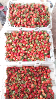 Stroberry