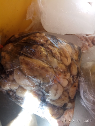 telur cumi blekutak