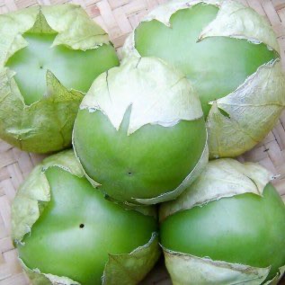 Benih Biji Plaza Latina Giant Green Tomatillo-Isi 5 Biji