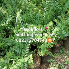 jual tanaman cendrawasih 