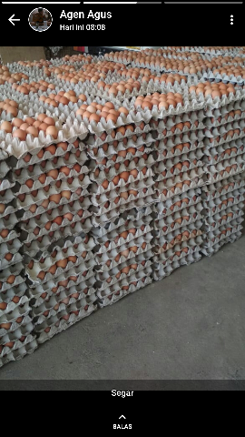 telur negri