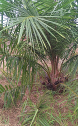 jual pohon dolar rambat 