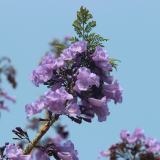 jual pohon jacaranda