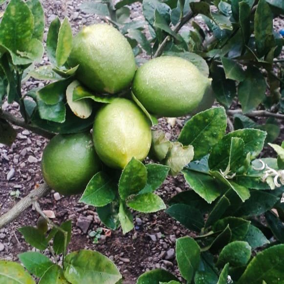Lemon Lokal