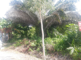 Lahan