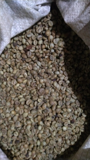 kopi robusta