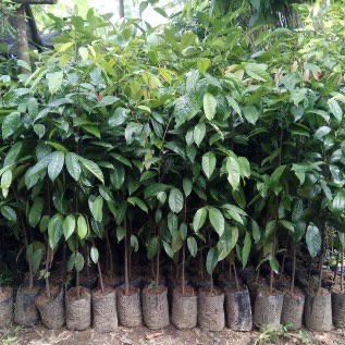 Jual bibit Kepel  (Stelechocarpus burahol)