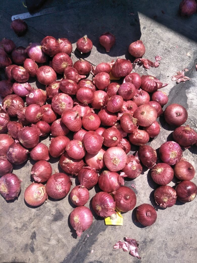 Jual Bawang Bombay India TERMURAHHH