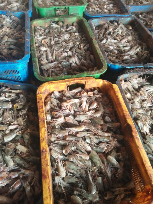kepala udang basah (pakan ternak)