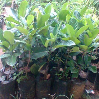 Bibit Nangka