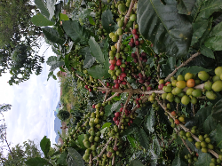 kopi gayo arabica dan robusta.